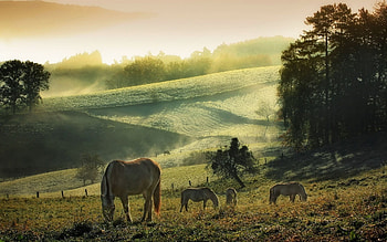 Animals, Horses HD wallpaper