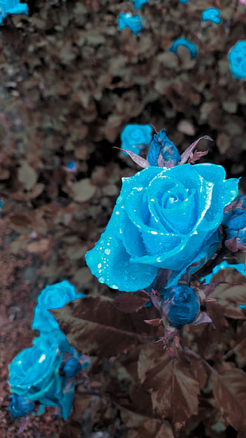 Blue rose, flower, rose, Abstract, blue, abstract blue HD phone wallpaper