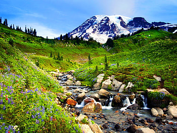 Mountain wildflowers, snowy, slope, clouds, sky, flowers, wild, stones, mountain HD wallpaper