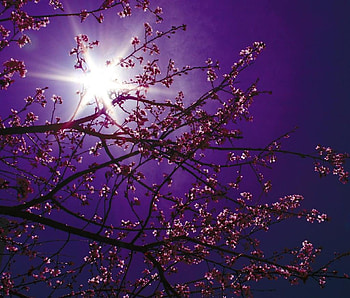 spring evening, purple, spring HD wallpaper