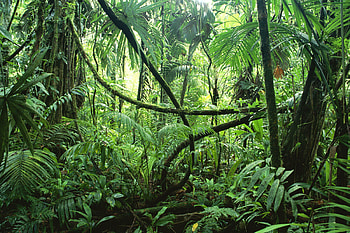 Tropical jungle , Lush greenery, Vibrant flora, Nature's paradise HD wallpaper