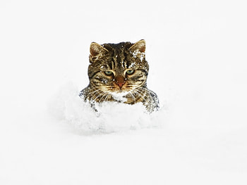 Animals, Cats HD wallpaper