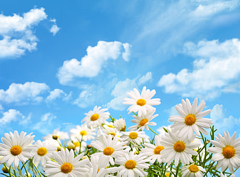 Camomile, sunshine, summer, field, daisy, sky, flowers HD wallpaper