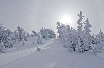 Landscape, Winter, Nature, Trees, Snow, Sunlight HD wallpaper