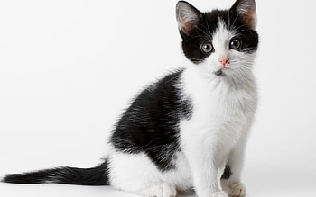 Animals, Cats HD wallpaper