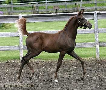 chestnut arabian purebred, foals, horses, chestnut, purebred HD wallpaper