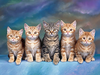 Animals, Sit, Lot, Kittens HD wallpaper