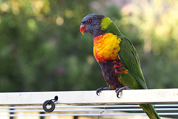 Animals, Parrots, Bird, Multicolor, Polychromatic HD wallpaper