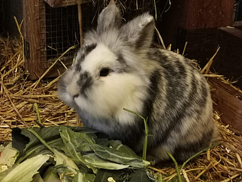 Cute Bunny HD wallpaper