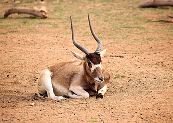 Critically endangered, Rarest antelope, Addax antelope, Wild HD wallpaper