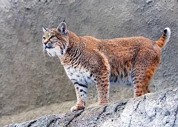 Lynx Big Cat, lynx, animals, cat, predator HD wallpaper
