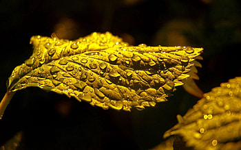Drops, Macro, Sheet, Leaf, Carved, Shadow HD wallpaper