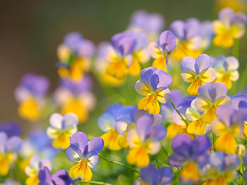 Pansies, trei frati patati, panselute, pansi, pink, flower, yellow HD wallpaper