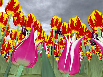 Tulips, abstract, flower HD wallpaper