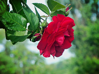 Plants, Flowers, Roses HD wallpaper