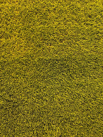 Grass, Texture, Textures, Lawn HD phone wallpaper