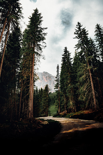 Nature, Trees, Mountain, Vertex, Top, Road HD phone wallpaper