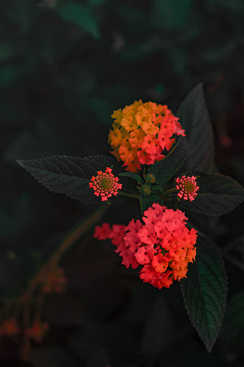 Flowers, Bush, Flower, Bloom, Flowering, Umbrella, Vaulted Lantana, Lantana Vaulted, Umbrella Lantern HD phone wallpaper