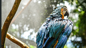 Blue Macaw , macaw, parrot, birds HD wallpaper
