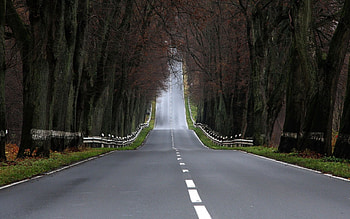 Strange Road, road, trial, forest, tree HD wallpaper