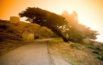 Nature, Sunset, Wood, Road, Tree, Asphalt, Slope, Incline HD wallpaper