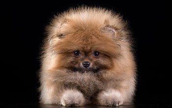 Pomeranian, Ultra , Stunning , Backgrounds HD wallpaper