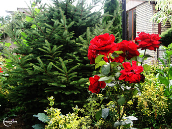 Red Flowers, natural, iran, flower, green, red, beautiful, nature, high quality HD wallpaper