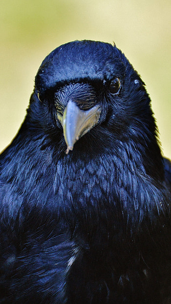 Crow 6k , Ultra , High resolution HD phone wallpaper