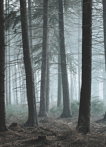 Nature, Trees, Pine, Coniferous, Forest, Fog HD phone wallpaper