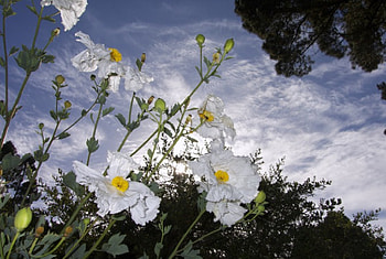 Flowers, clouds, trees, sky HD wallpaper