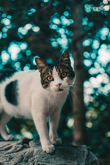 Animals, Glare, Cat, Muzzle, Blur, Smooth, Sight, Opinion HD phone wallpaper