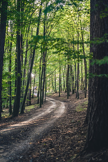 Nature, Trees, Road, Forest, Spring HD phone wallpaper