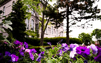 CASTLE GARDEN, garden, castle, field, blossoms HD wallpaper