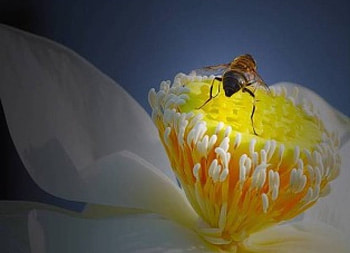 Polinating Bee, delicate white flower, bee HD wallpaper