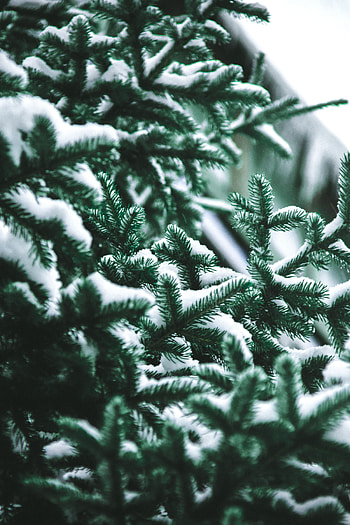 Nature, Needle, Snow, Blur, Smooth, Branch, Spruce, Fir HD phone wallpaper