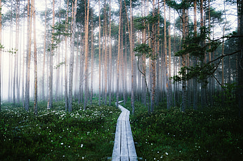 Pathway Through The Trees In Mystical Forest, forest, nature, trees HD wallpaper