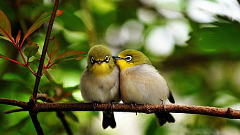 Love sublime love, natural, feathers, awesome, bird, graphy, cuple, cute, beautiful, romance, nice, animals, love, cool, nature, amazing HD wallpaper