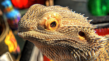 Animals, Muzzle, Color, Lizard, Dangerous HD wallpaper