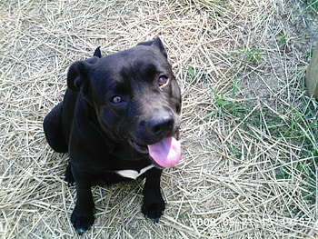 black pitxlab otep, dog, black, otep HD wallpaper