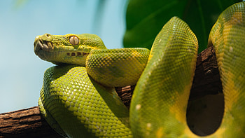 python , Background , Sleek reptiles, Striking visuals HD wallpaper