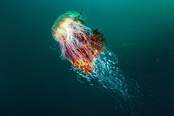 Largest jellyfish, Astonishing size, Giant marine animals, Record-breaking creatures HD wallpaper