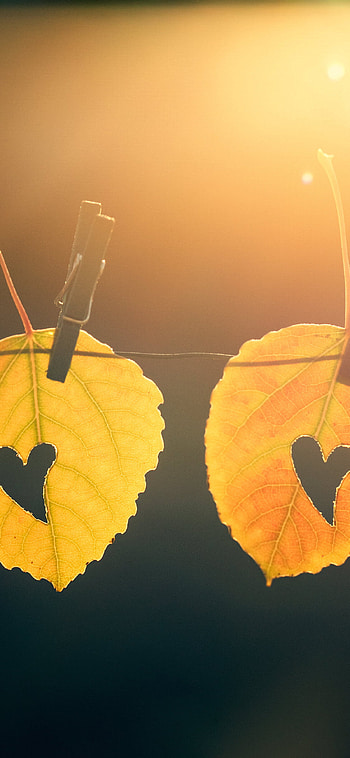 Gold Leaf, Leaves and the light, Early fall mornings HD phone wallpaper