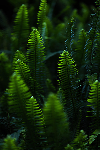 Nature, Leaves, Plant, Fern, Branches HD phone wallpaper