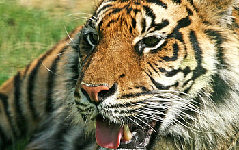 Animals, Grin, Predator, Tiger, To Fall, Mouth HD wallpaper