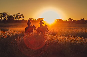 Two people riding horses in a golden field during sunrise, creating a silhouette effect. HD wallpaper