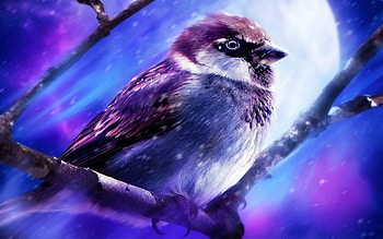 Blue bird , Calming tones, Tranquil ry, Nature's serenade HD wallpaper