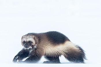 Arctic survivors, Climate change, Adapt to climate, Arctic survivors HD wallpaper