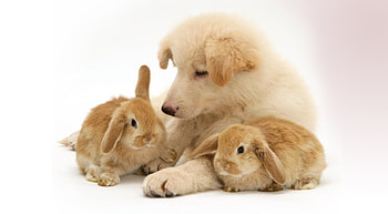 Animals, Dogs, Rabbits HD wallpaper
