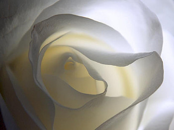 purity, delecate, white, plants, soft, nice, rose, pretty, petals, blossoms, bud, nature, flowers, elegance, blooms HD wallpaper