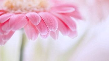 Flower, Macro, Shine, Light, Bright, Petals HD wallpaper